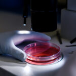 Zombie cells – what senescent cells are and how to remove them